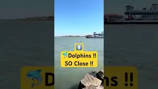 🐬Amazing Dolphins in close proximity to Auto Ferries and Shore outside Houston, TX