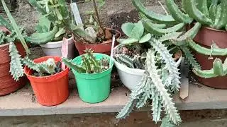 Dónde tengo o dejó a mis Stapelias/Huernia etc.
