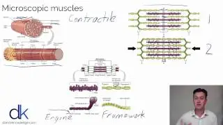 Microscopic muscles  | Dance Knowledge online CPD