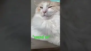 Fluffy cat makes airplane ears #asmr #cat #cute