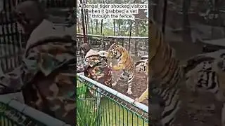 Viral Zoo Moment: Tiger & Vet