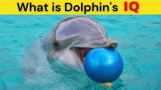 5 Reasons WHY DOLPHINS Are the most INTELLIGENT Creatures [MUST WATCH]  | By Mr JAM Speaks