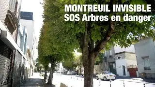 Montreuil : Des arbres en danger