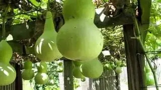 Экскурсия по тыквенным садам II &mdash; 18 июня 2010 г.