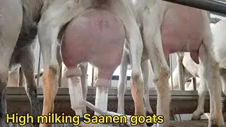 Pure milking saanen goats | profitable goat farming business | Goat milking business