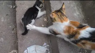 Angry Mother Cat slaps her own Baby. (Kitten is very sad)
