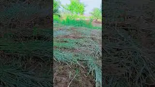 #khpalwatan🇵🇰 🌳🌿☘️#beautifulvideo #pashtosong #viralvideo  #unfrezzmyaccount_____ @janankhattak