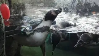 FEEDING HUMBOLDT PENGUINS : SEATTLE WODDLAND PARK ZOO