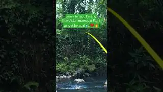 Joran Tanago Kuning Slow Acion, Fight sangat berasa! 🎣❤️🔥 #microfishing #tanagofishing #mancingwader