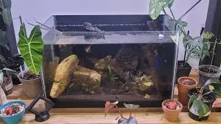 Basic Betta fish care [NO BOWLS!]