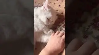 #floofyboi #furrball #pawprintsonmyheart  🤍