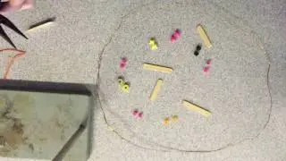 Cell Cycle Animation