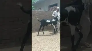 beetle male || beetle khassi male || beetle goat farm #goatfarming