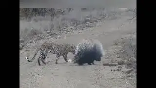 landak vs macan#videos@channelAmizing-1