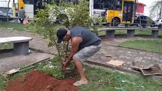 Cambuci, plantando