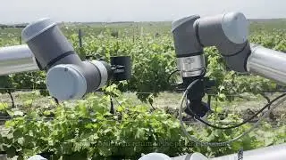 Bimanual grape harvesting with the BACCHUS harvesting robot