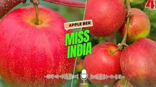 Miss India Apple Ber farming in india 