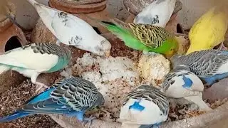Happy budgies chirping sound 🦜 #birds #parrot #budgies 