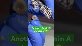 Another vitamin A deficiency!
