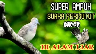 The alluring sound of the turtledove quickly comes and goes