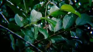 Relaxing Rain for Stress Relief &bull; Soft Nature Soundscape for Inner Peace &bull; ASMR Rain
