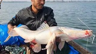 বরশিতে নদীর দানব আইর বেয়াল ! | Monster Ayer Fish Hooked in River