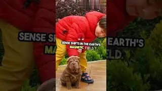 Can Dogs Predict Natural Disasters #dog #doglover #dogfacts #facts #interestingfacts #shorts