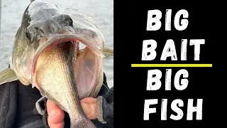 Do BIG BAITS Catch BIG FISH?