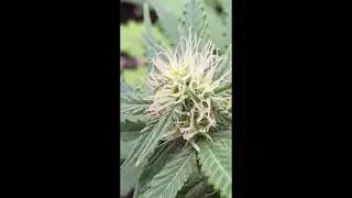 Day 39 Frosted Guava by Original Sensible Seeds
