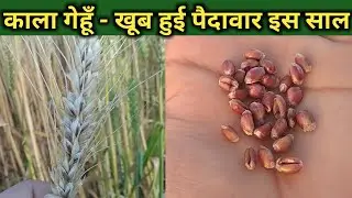 काला गेहूँ क्या है - बीज कैसे मँगाए | Black Wheat farming in India | Buy seeds | @agrilcareer
