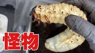 180ミリ確定の怪物幼虫がやばすぎる&hellip;