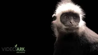 A Laotian langur  (Trachypithecus laotum) at the Endangered Primate Rescue Center