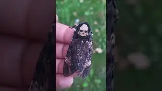Squeaky Deathshead HAWKMOTHS! My pets