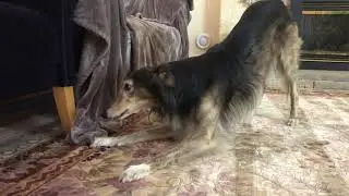Silken Windhound barks at bully stick