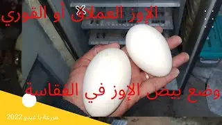 تفقيس بيض الإوز العملاق أو القوري