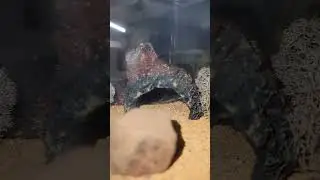 The DEADLIEST Scorpion in the world snackin' in his cave #deathstalker #exotic #pets #venomous