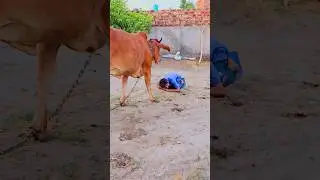 Jai gau Mata Jai shree Krishna 🙏  #youtube #shorts #viral #trending #short #love #reels #subscribe