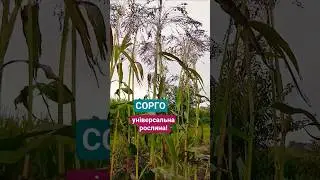 #українською #цікаве #ботаніка #їжа #сорго #сорт #food #plants #nature