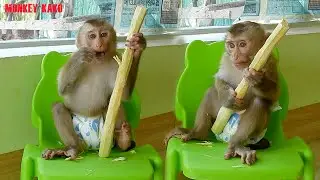 Clever Monkey, Monkey Kako Eating Sugar Cane On Baby Chair Very Delicious