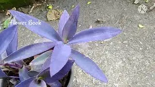 Purple Heart | Purple Heart Plant | Purple Heart Plant Hanging | Purpleheart