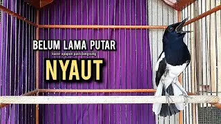 kacer gacor NGEPLONG tarung ini paling ampuh buat PANCINGAN KACER agar EMOSI