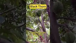 Durian Black Thorn #durian  #perkebunan  #berkebun #musangking #blackthorn