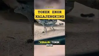 Tokek Ekor Kalajengking &ndash; Reptil Mini yang Jinak & Unik!