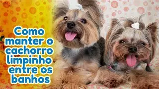Banho a seco/ Como manter o cachorro limpinho entre os banhos.