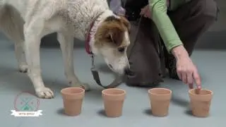 Training Tip Tuesday - Games to play with senior dogs