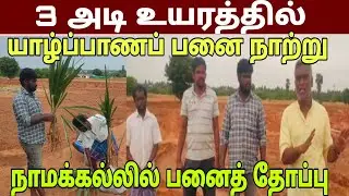 3 அடி உயரத்தில் யாழ்ப்பாணப் பனை நாற்று நாமக்கல்லில் பனை தோப்பு