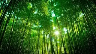 Bamboo Forest ASMR | Woods, Wind white noise for Sleeping, Relaxation | 2 Hours