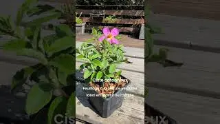 Les plantes qui r&eacute;sistent &agrave; la s&egrave;cheresse | P&eacute;pini&egrave;res Leaderplant #plantesfaciles #plantes