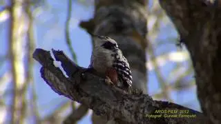 VITRYGGIG HACKSPETT  White-backed Woodpecker  (Dendrocopos leucotos)  Klipp - 1936