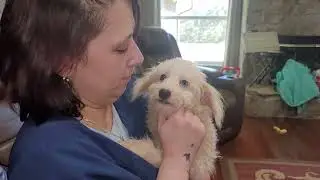 Sold Discounted $1250 female Mini Labradoodle will only be 10-12 lbs www.tlcpuppylove.com 9048389628